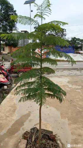 蓝花楹小苗一年能长多高,山东冬天零下5度可以过冬吗