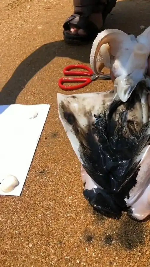 所以墨鱼的肚子里真的有一点墨水的@{uid:1502349662