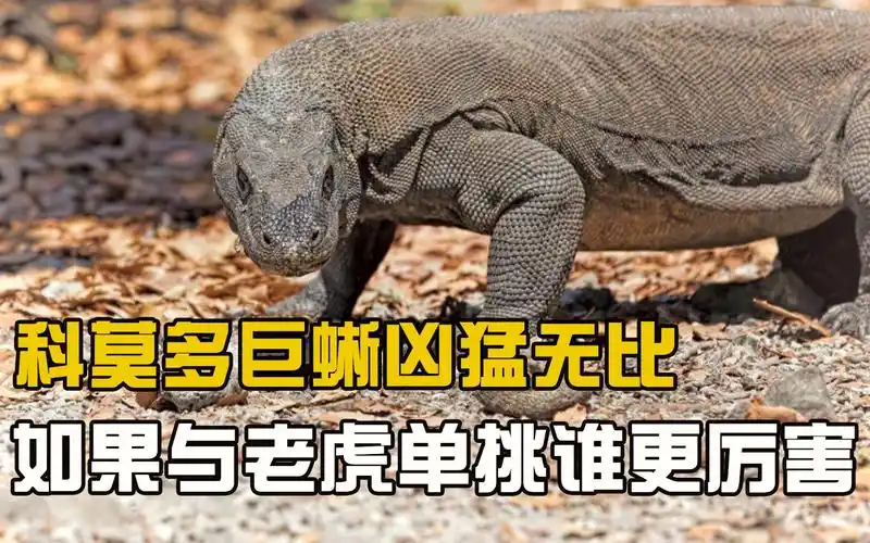 生吞野猪猎杀同类,无比凶残的科莫多巨蜥,和老虎相比谁更厉害?