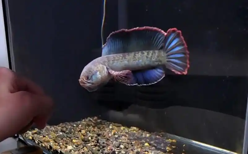 身材壮硕的酒红雷龙